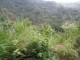 Thumbs/tn_Zip Line View.jpg